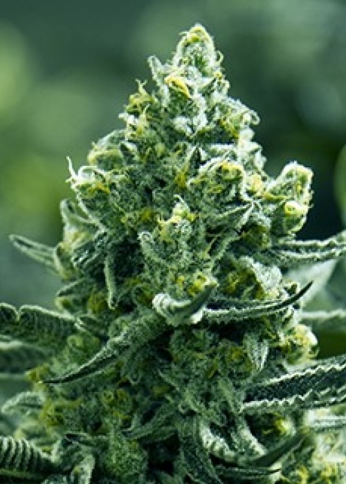 Merlot OG Feminized Marijuana Seeds | Merlot OG Strain | The Seed Fair