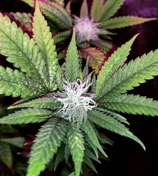 Milky Way Feminized Marijuana Seeds | Milky Way Strain | The Seed Fair