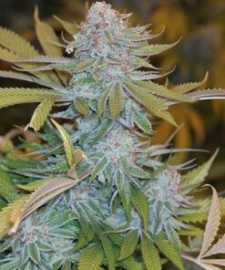 Mint Chocolate Feminized Marijuana Seeds | Mint Chocolate Strain | The Seed Fair