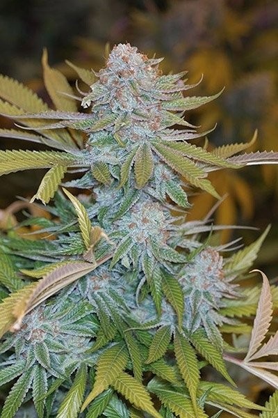 Mint Chocolate Feminized Marijuana Seeds | Mint Chocolate Strain | The Seed Fair