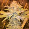 Montana Silvertip Feminized Marijuana Seeds | Montana Silvertip Strain | The Seed Fair