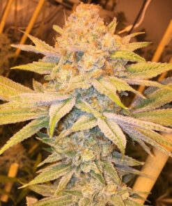 Montana Silvertip Feminized Marijuana Seeds | Montana Silvertip Strain | The Seed Fair