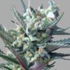 Moonshine Haze Feminized Marijuana Seeds | Moonshine Haze Strain | The Seed Fair