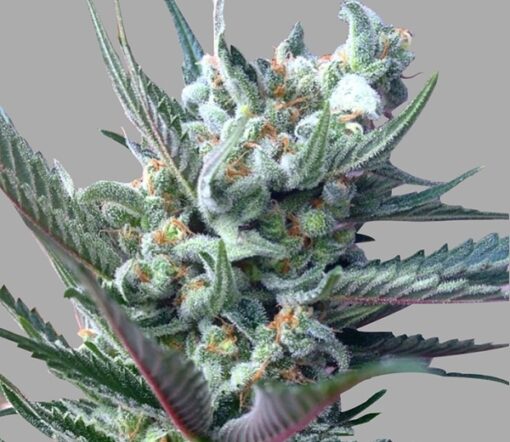 Moonshine Haze Feminized Marijuana Seeds | Moonshine Haze Strain | The Seed Fair