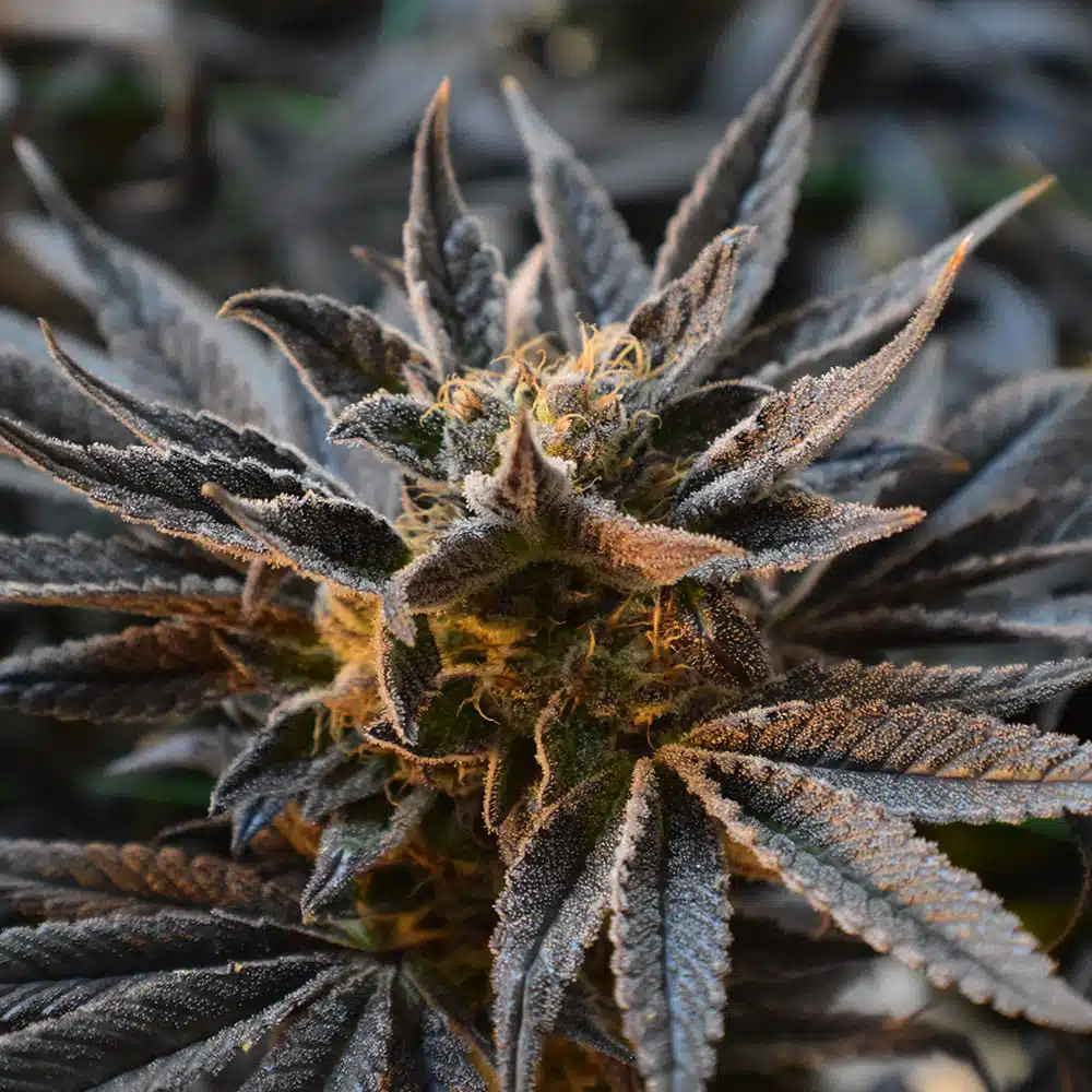 Mother’s Helper Feminized Marijuana Seeds | Mother's Helper Strain | The Seed Fair | The Seed Fair Mother’s Helper Feminized Marijuana Seeds | Mother's Helper Strain | The Seed Fair