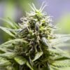 Mr. Nice Feminized Marijuana Seeds | Mr. Nice Strain | The Seed Fair