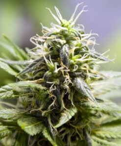 Mr. Nice Feminized Marijuana Seeds | Mr. Nice Strain | The Seed Fair