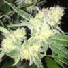 Ms. Universe Feminized Marijuana Seeds | Ms. Universe Strain | The Seed Fair