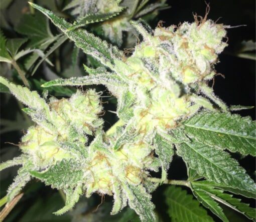 Ms. Universe Feminized Marijuana Seeds | Ms. Universe Strain | The Seed Fair