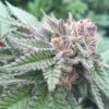 Nice Cherry Feminized Marijuana Seeds | Nice Cherry Strain | The Seed Fair