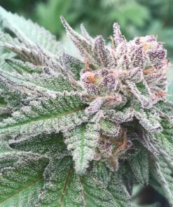Nice Cherry Feminized Marijuana Seeds | Nice Cherry Strain | The Seed Fair