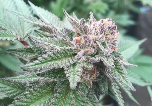 Nice Cherry Feminized Marijuana Seeds | Nice Cherry Strain | The Seed Fair