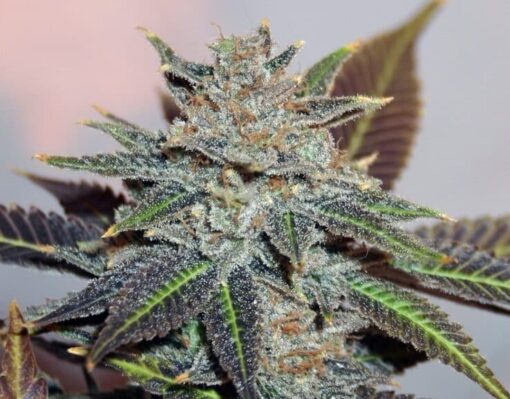 Night Nurse Feminized Marijuana Seeds | Night Nurse Strain | The Seed Fair