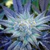 Night Terror OG Feminized Marijuana Seeds | Night Terror Strain | The Seed Fair