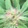 Nuken Feminized Marijuana Seeds | Nuken Feminized Strain | The Seed Fair