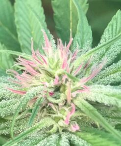 Nuken Feminized Marijuana Seeds | Nuken Feminized Strain | The Seed Fair