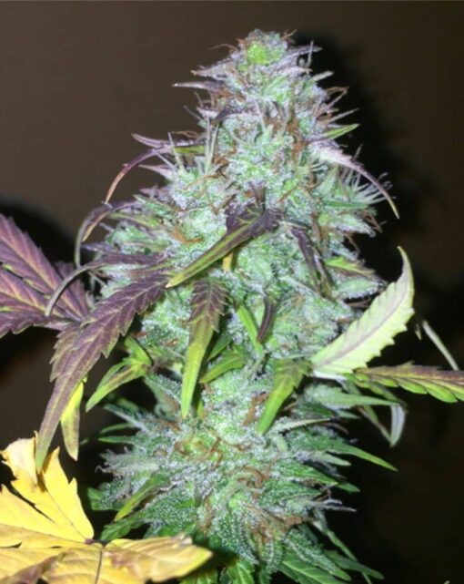 NY-47 Feminized Marijuana Seeds | NY-47 Feminized Strain | The Seed Fair