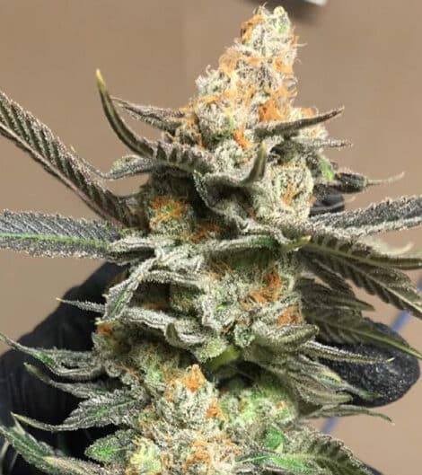 OCA’s Cloud 9 Feminized Marijuana Seeds | OCA's Cloud Strain | The Seed Fair