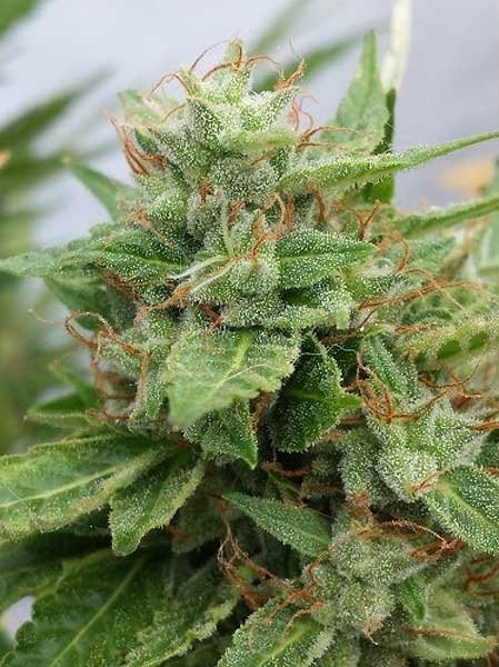 Ogre Feminized Marijuana Seeds | Ogre Feminized Strain | The Seed Fair