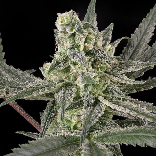 Old School OG Feminized Marijuana Seeds | Old School Strain | The Seed Fair