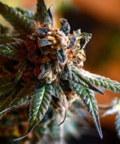 Opal OG Kush Feminized Marijuana Seeds | Opal OG Strain | The Seed Fair