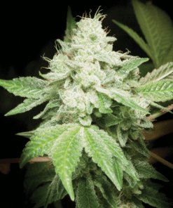 Original Glue Feminized Marijuana Seeds | Original Glue Strain | The Seed Fair