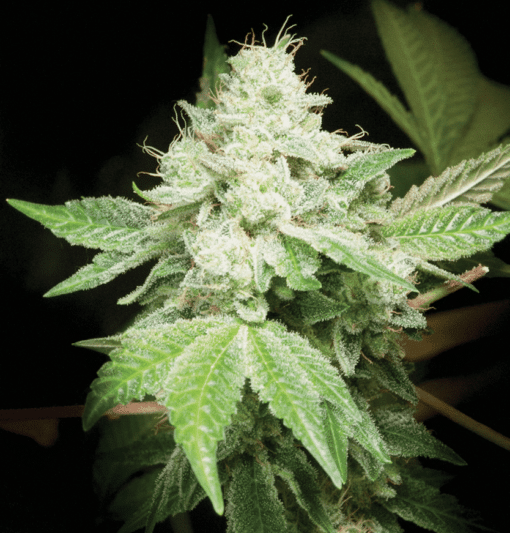 Original Glue Feminized Marijuana Seeds | best feminized seeds