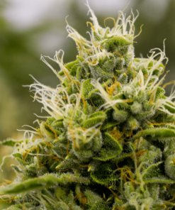 Overlord OG Feminized Marijuana Seeds | Overlord OG Strain | The Seed Fair