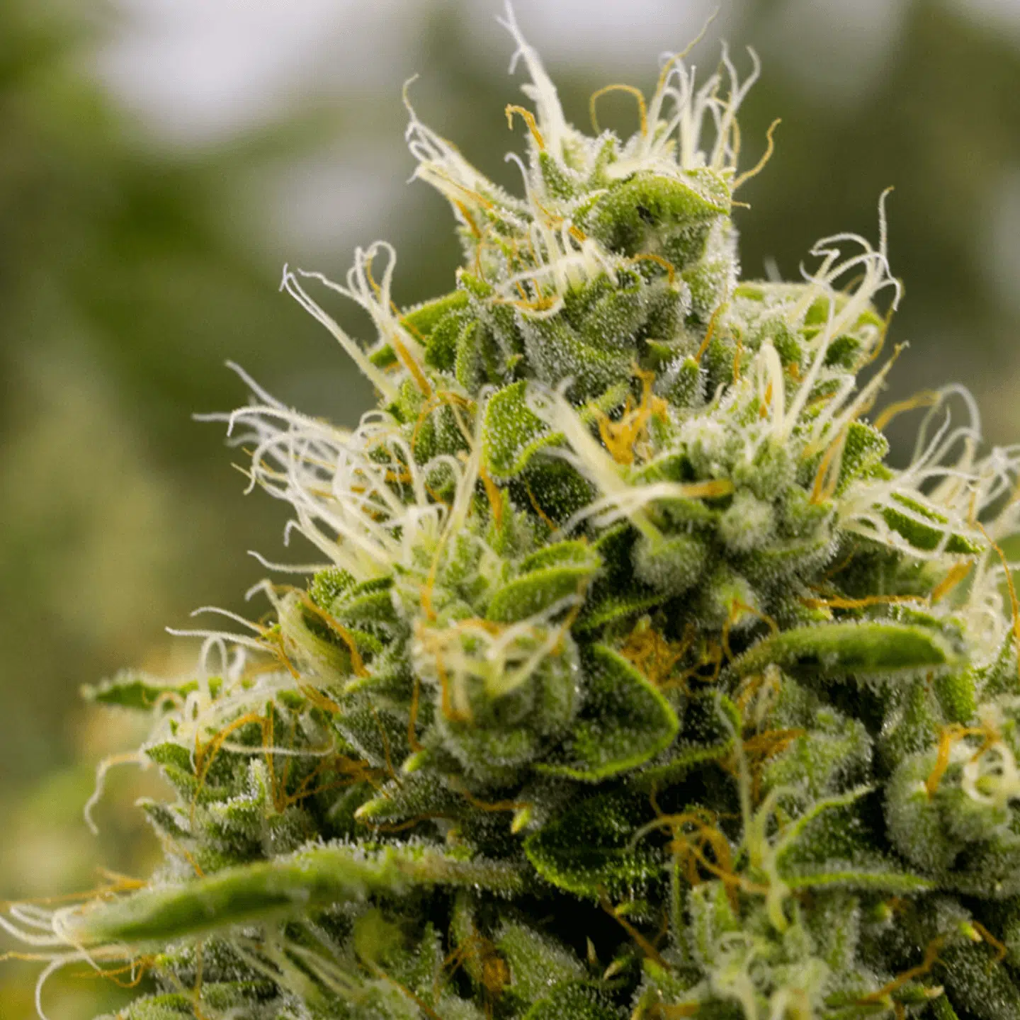 Overlord OG Feminized Marijuana Seeds | Overlord OG Strain | The Seed Fair | The Seed Fair Overlord OG Feminized Marijuana Seeds | Overlord OG Strain | The Seed Fair