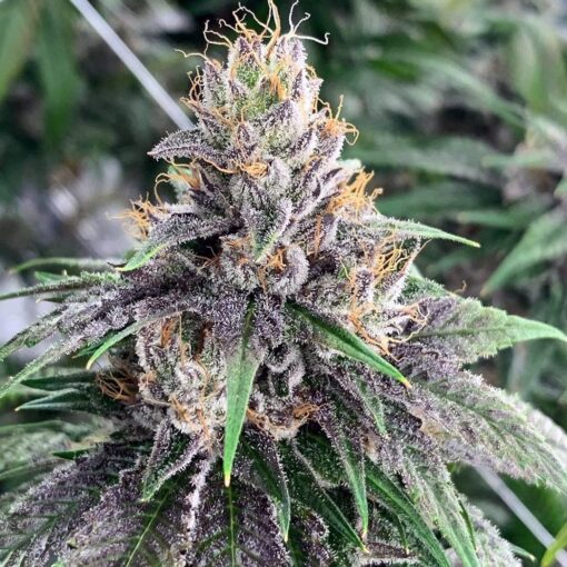 Pamelina Feminized Marijuana Seeds | Pamelina Feminized Strain | The Seed Fair