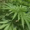 Petrolia Headstash Feminized Marijuana Seeds | Petrolia Headstash Strain | The Seed Fair