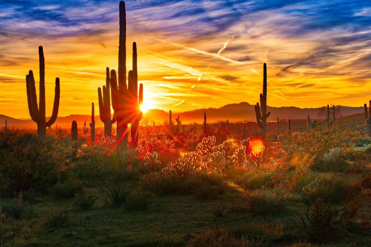 Buy Marijuana Seeds Phoenix, Arizona | The Seed Fair | The Seed Fair Buy Marijuana Seeds Phoenix, Arizona | The Seed Fair