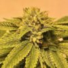 Pine Tar Kush Feminized Marijuana Seeds | Pine Tar Strain | The Seed Fair