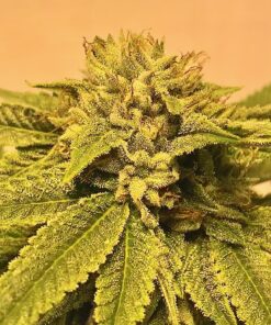 Pine Tar Kush Feminized Marijuana Seeds | Pine Tar Strain | The Seed Fair