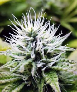 Maui Pineapple Chunk Feminized Marijuana Seeds | Maui Pineapple Strain | The Seed Fair