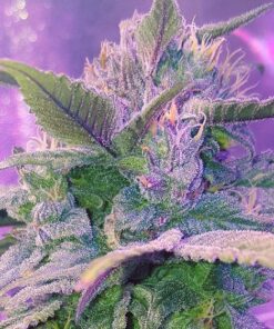 Pink Champagne Feminized Marijuana Seeds | Pink Champagne Strain | The Seed Fair