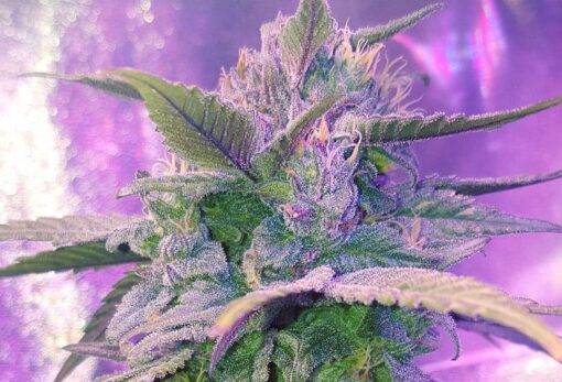 Pink Champagne Feminized Marijuana Seeds | Pink Champagne Strain | The Seed Fair