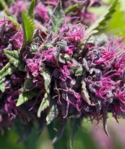Pink Pez Feminized Marijuana Seeds | Pink Pez Strain | The Seed Fair