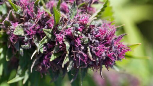 Pink Pez Feminized Marijuana Seeds | Pink Pez Strain | The Seed Fair