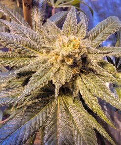 Pitbull Feminized Marijuana Seeds | Pitbull Feminized Strain | The Seed Fair