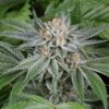 Popcorn Kush Feminized Marijuana Seeds | Popcorn Kush Strain | The Seed Fair