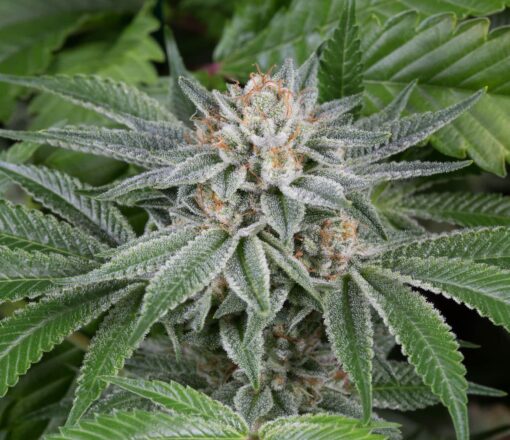 Popcorn Kush Feminized Marijuana Seeds | Popcorn Kush Strain | The Seed Fair