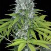 Power Kush Feminized Marijuana Seeds | Power Kush Strain | The Seed Fair