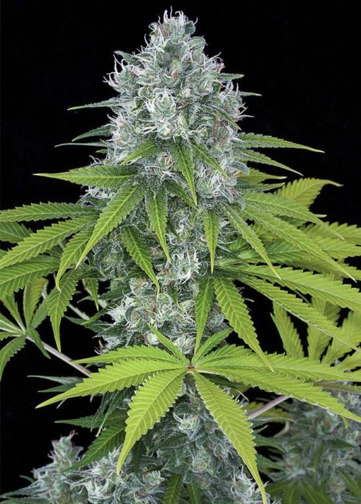 Power Kush Feminized Marijuana Seeds | Power Kush Strain | The Seed Fair