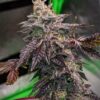 Pre-98 Bubba Kush Feminized Marijuana Seeds | Pre-98 Bubba Strain | The Seed Fair
