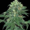 Punky Lion Feminized Marijuana Seeds | Punky Lion Strain | The Seed Fair
