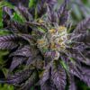 Purple Bush Feminized Marijuana Seeds | Purple Bush Strain | The Seed Fair