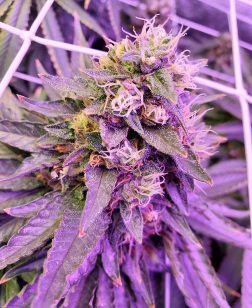 Purple Dragon Feminized Marijuana Seeds | Purple Dragon Strain | The Seed Fair