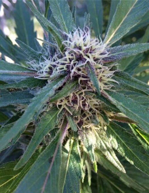 Purple Elephant Feminized Marijuana Seeds | Purple Elephant Strain | The Seed Fair