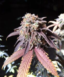 Purple Monkey Balls Feminized Marijuana Seeds | Purple Monkey Strain | The Seed Fair
